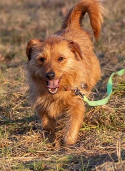 Pepita, Pflegestelle in Niedersachsen