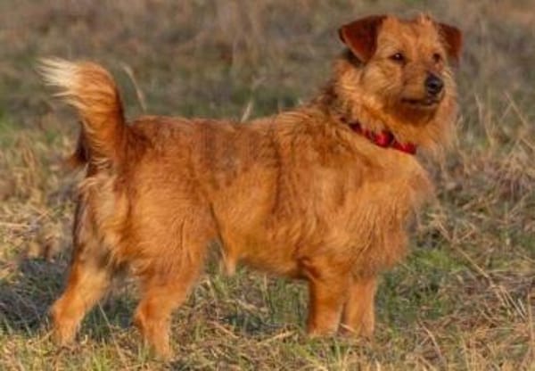 Pepita, Pflegestelle in Niedersachsen