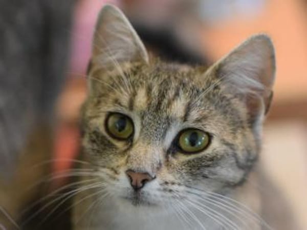 RAJA-lebensfrohe, hübsche Jung-Katze