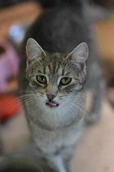 RAJA-lebensfrohe, hübsche Jung-Katze