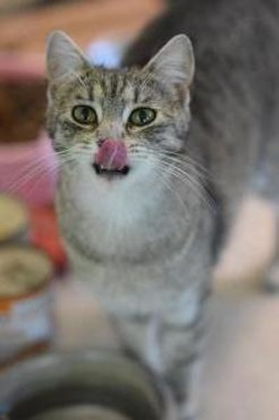RAJA-lebensfrohe, hübsche Jung-Katze