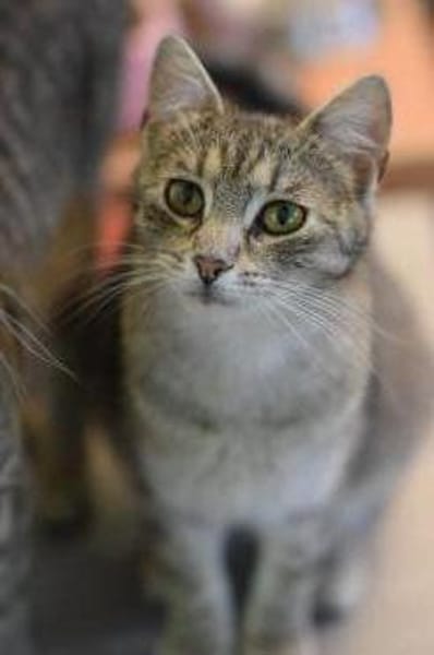 RAJA-lebensfrohe, hübsche Jung-Katze