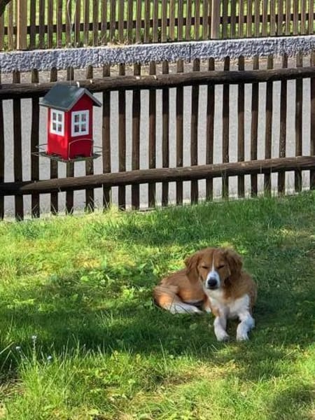 MILEY sucht ein neues Zuhause