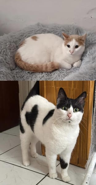 Emmy und Morphy aus dem Tierschutz