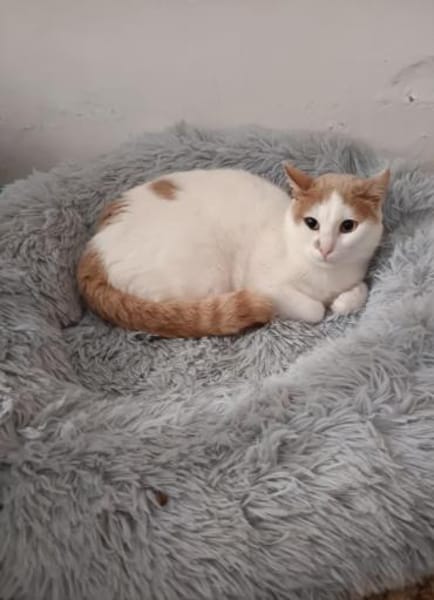 Emmy und Morphy aus dem Tierschutz
