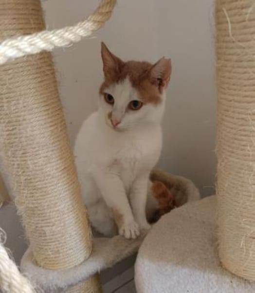 Emmy und Morphy aus dem Tierschutz