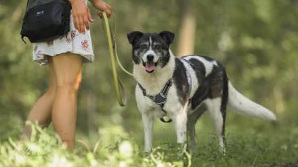 Golden Girl-entspannt und aufgeschlossen