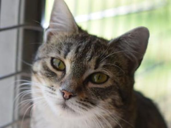 RUBY-hübsche,menschen bezogene Jungkatze