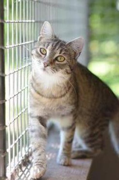 RUBY-hübsche,menschen bezogene Jungkatze