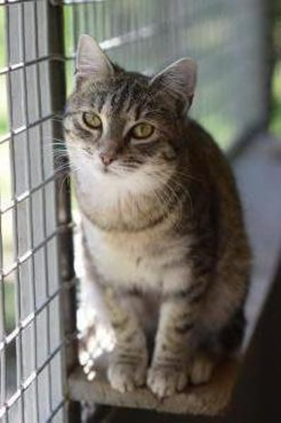 RUBY-hübsche,menschen bezogene Jungkatze