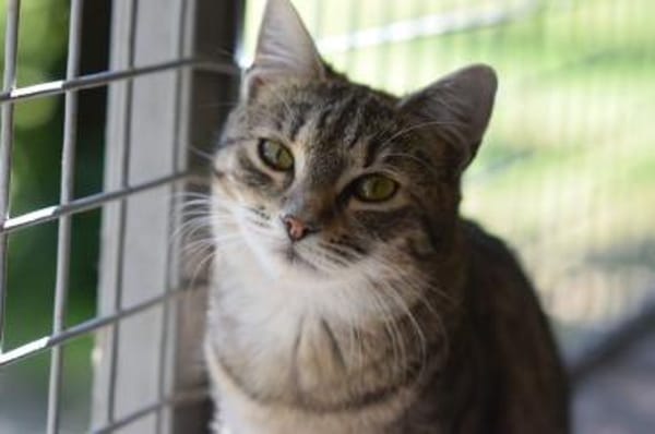 RUBY-hübsche,menschen bezogene Jungkatze