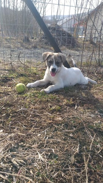 Kendi sucht ein Zuhause- Tierschutz