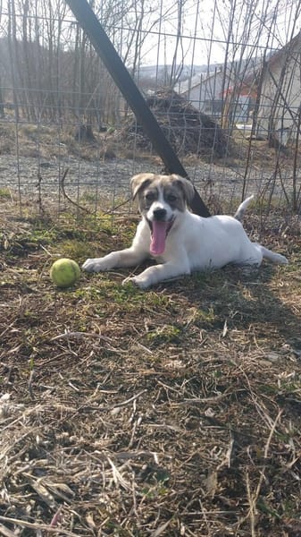 Kendi sucht ein Zuhause- Tierschutz
