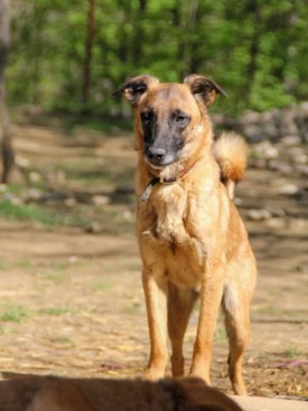 Zarte RONJA möchte Tierheim verlassen