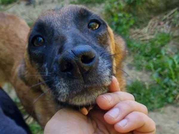 Zarte RONJA möchte Tierheim verlassen