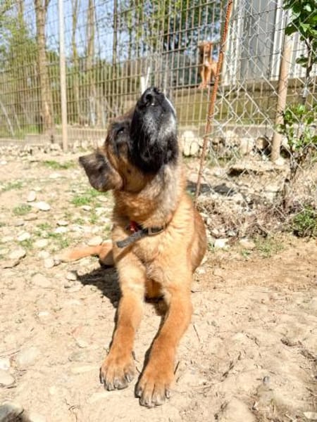 Zarte RONJA möchte Tierheim verlassen