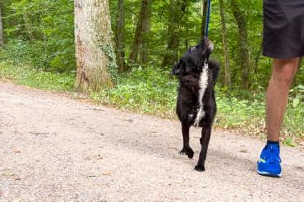 ELVIS träumt von eigenem Familienleben