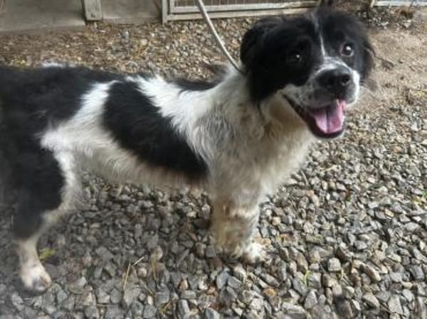 Lulu sucht ein gutes Zuhause!