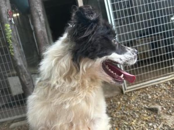 Lulu sucht ein gutes Zuhause!