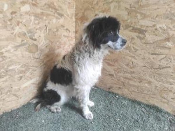 Lulu sucht ein gutes Zuhause!