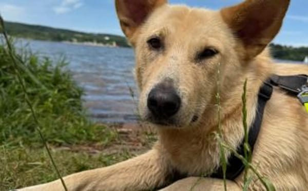 Zuhause für Tove gesucht