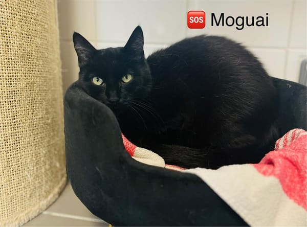 Moguai