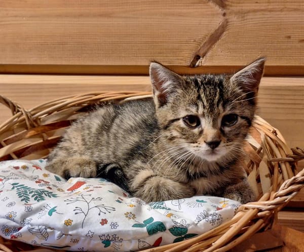 PRECIEUSE