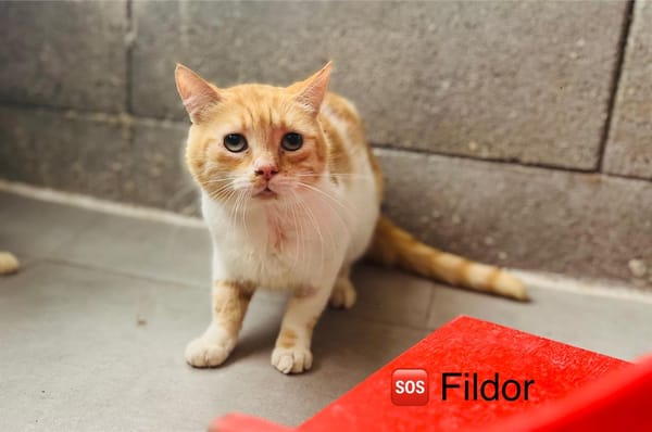 FILDOR