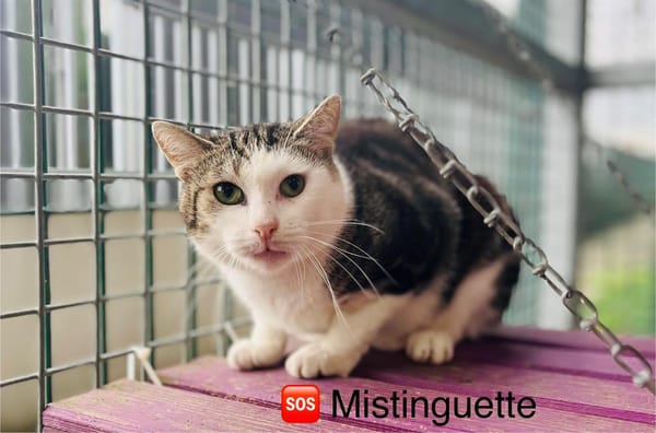 Mistinguette