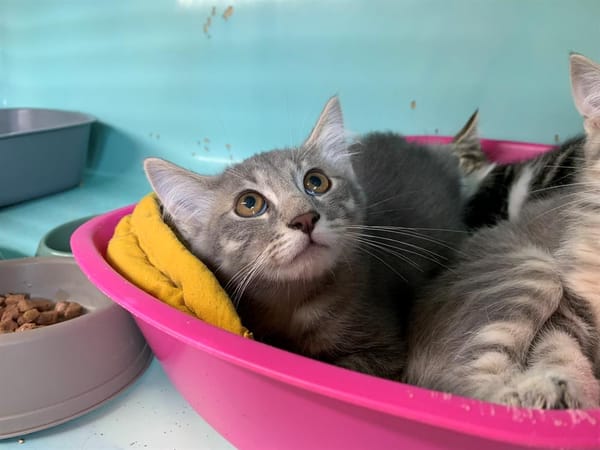 Bosco [Chaton]