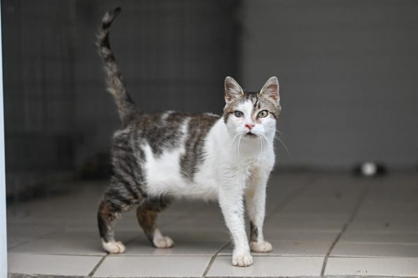 Chataigne