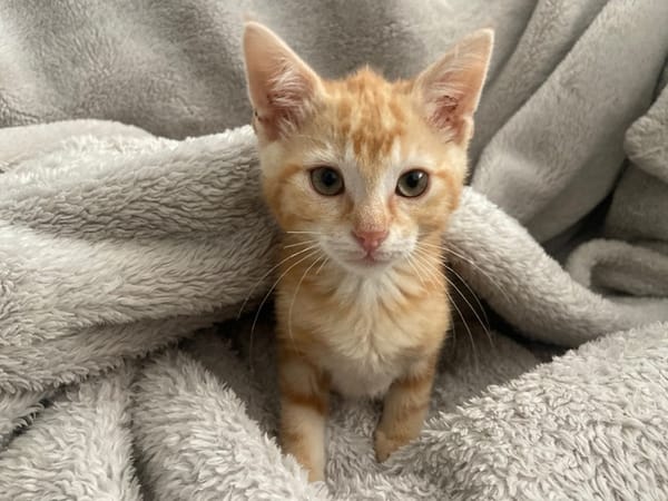 MILO