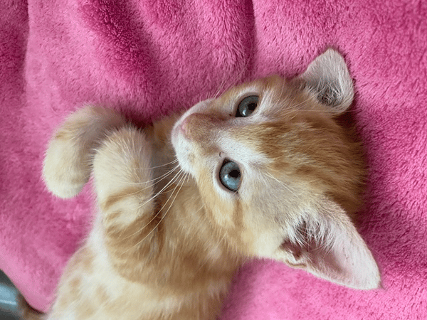MILO