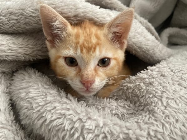 MILO
