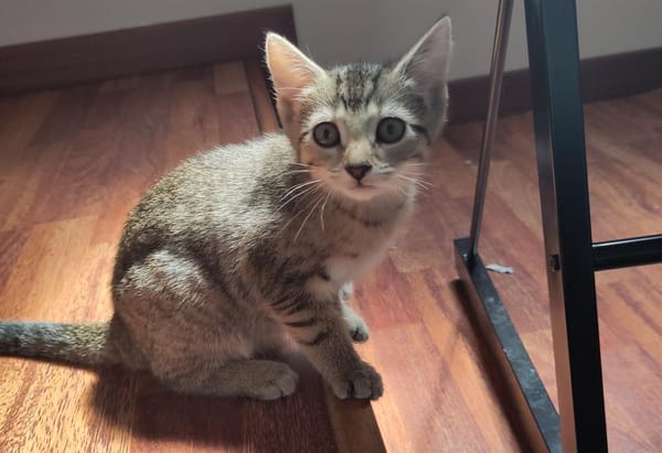 Navi