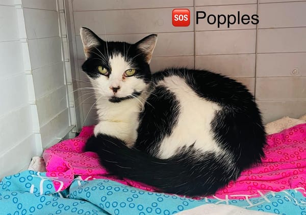 Popples