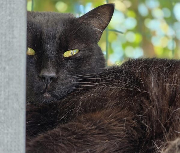 Cachou