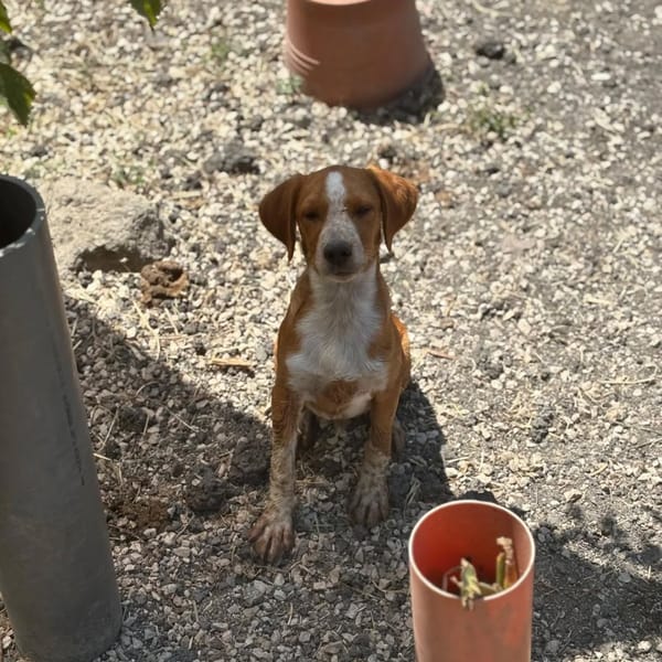 Biscotto