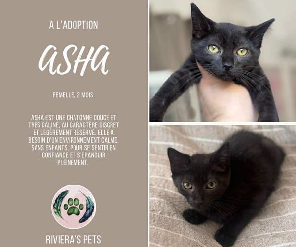 Asha