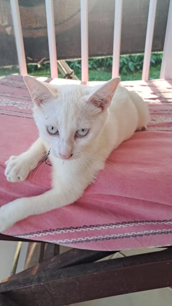 ARISTOTE