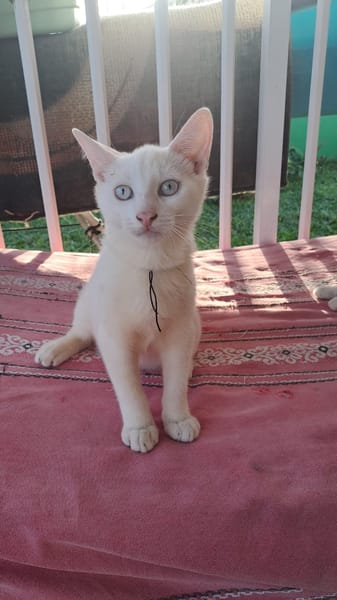 ARISTOTE