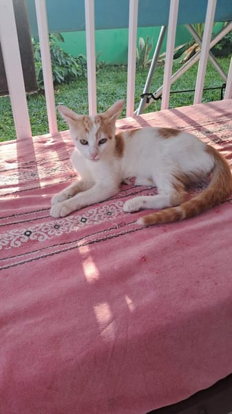 QUYAH