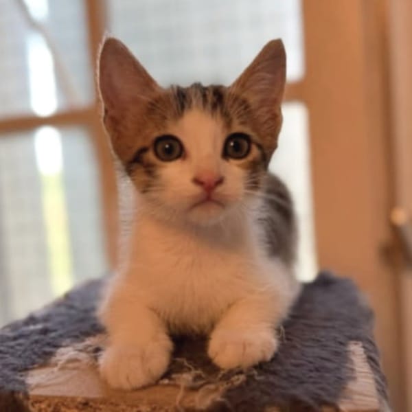 SIMBA