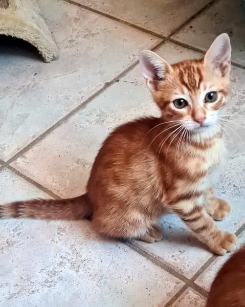 ACHILLE