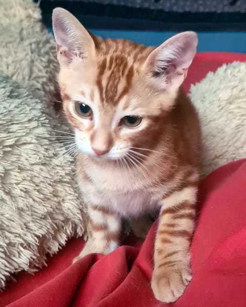 ACHILLE