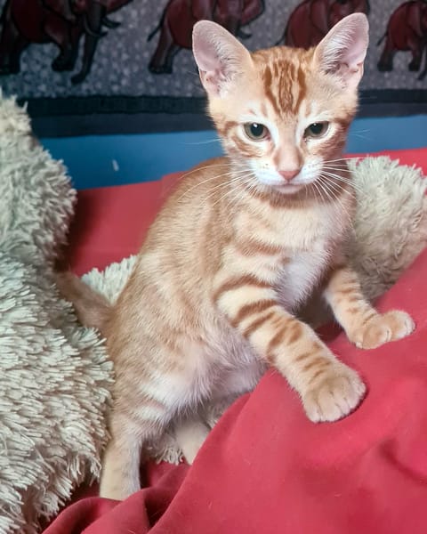 ACHILLE