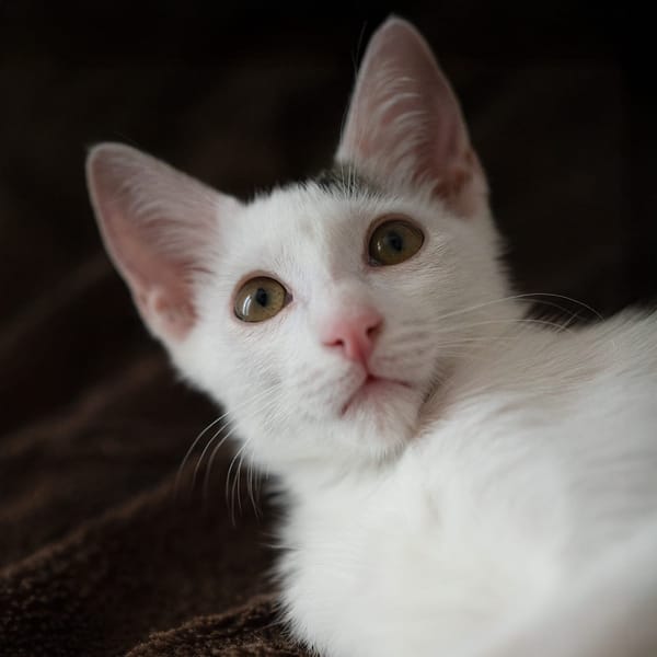 Loki