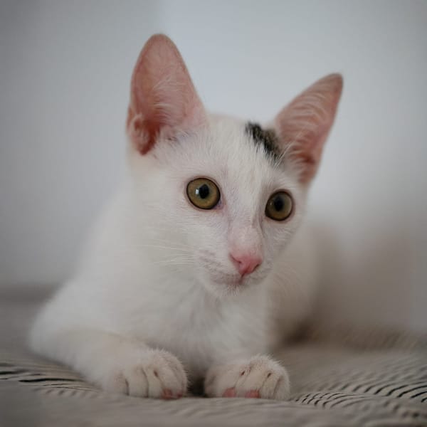 Loki