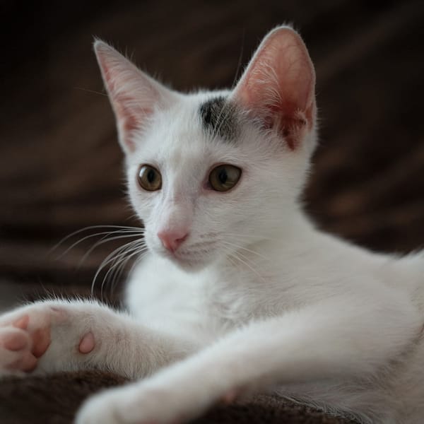 Loki