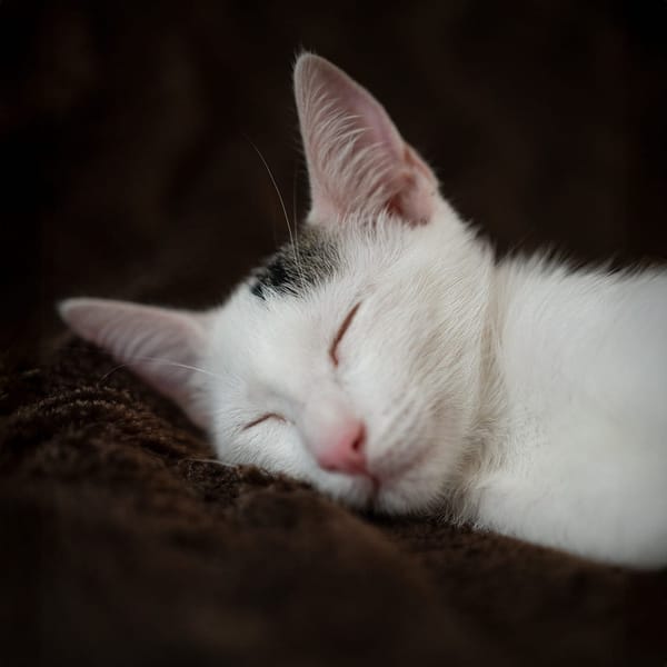 Loki